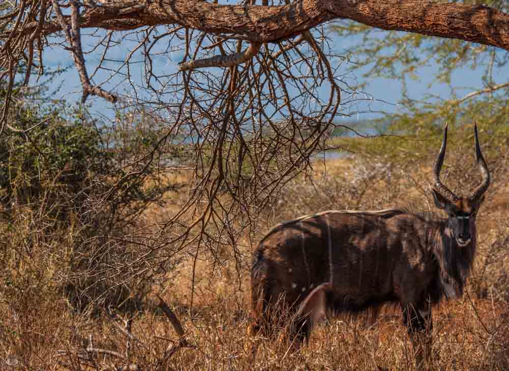 nyala bull in the bush 