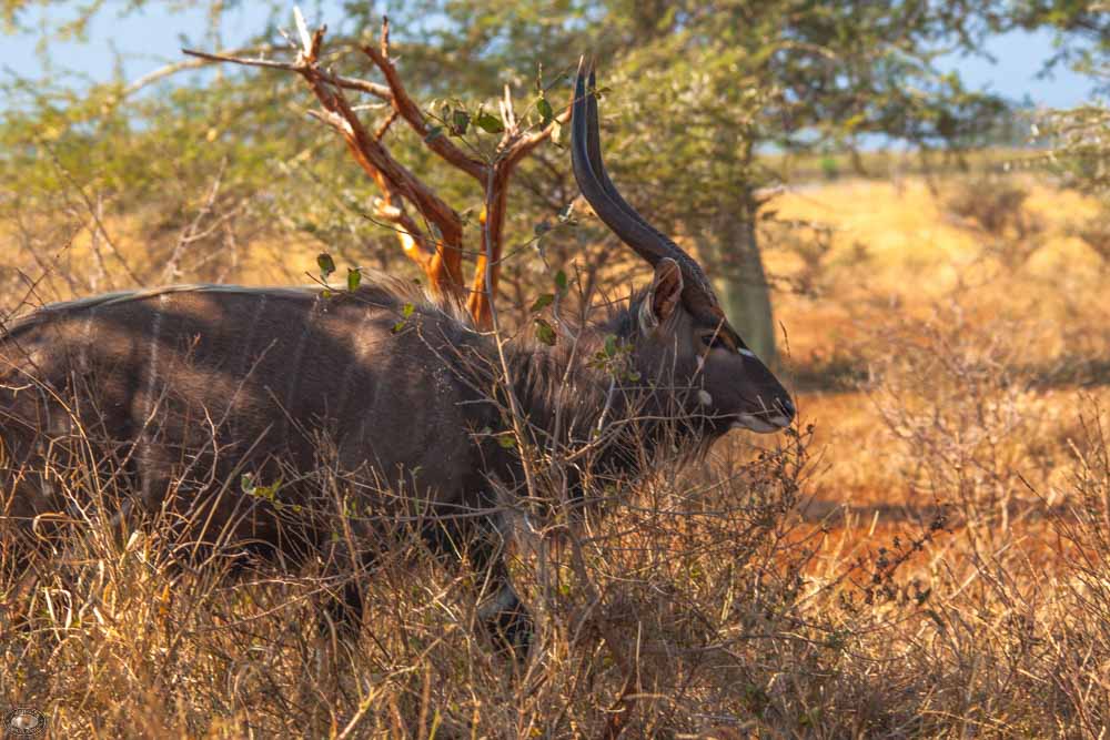 nyala bull male 