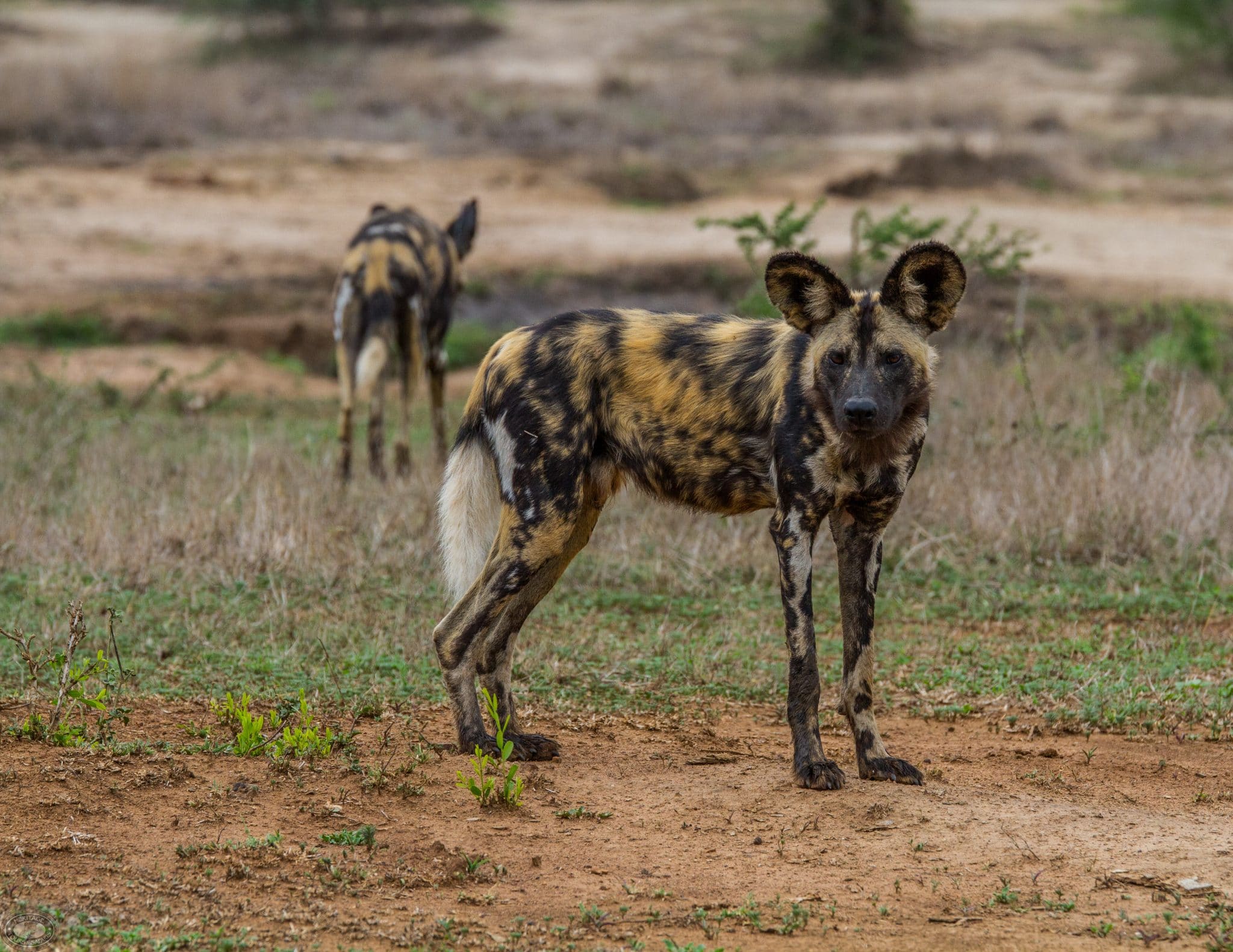Wild Dog Facts 1 Where can you see African Wild Dogs in the Hluhluwe-Imfolozi Park, sontuli area