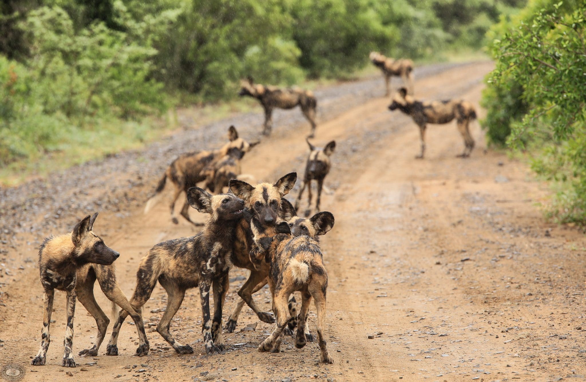 Wild Dog Facts 2 african wild dog safaris hluhluwe-imfolozi park