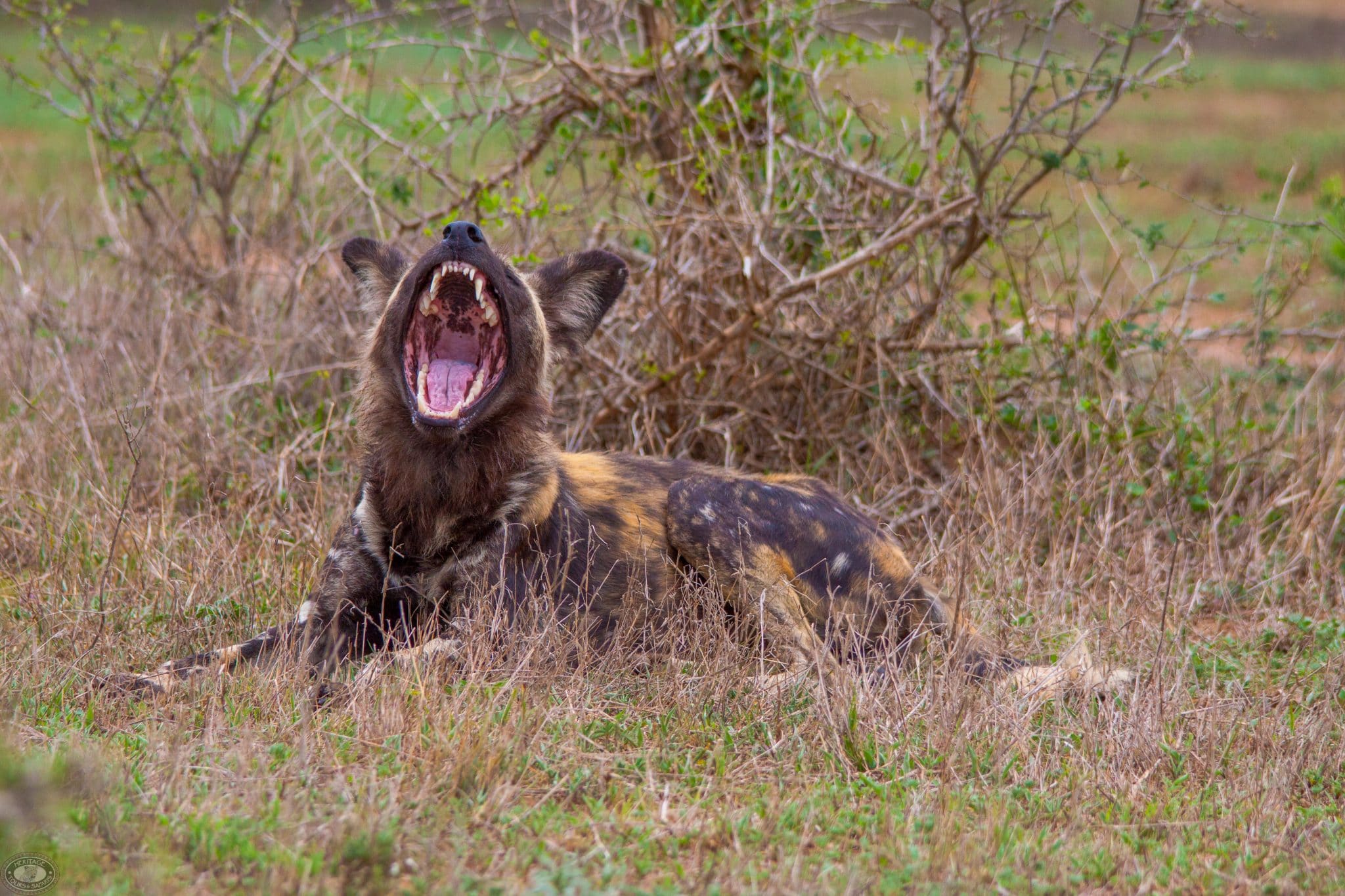Wild Dog Facts 4 are african wild dogs agressive to humans? no