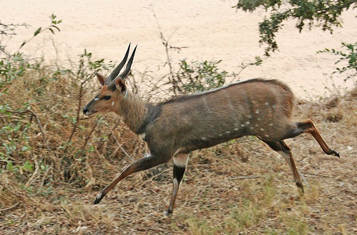 bushbuck facts