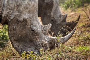 durban day safari