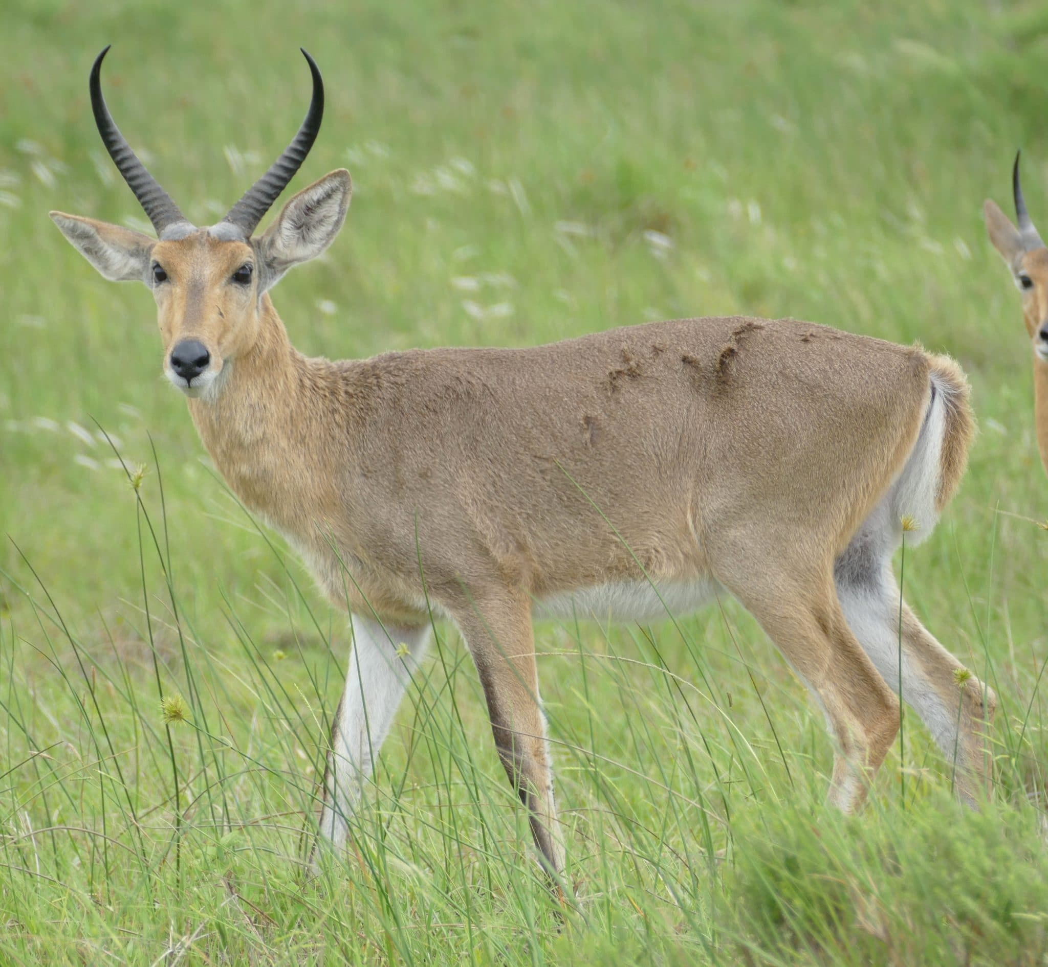 Reedbuck Facts