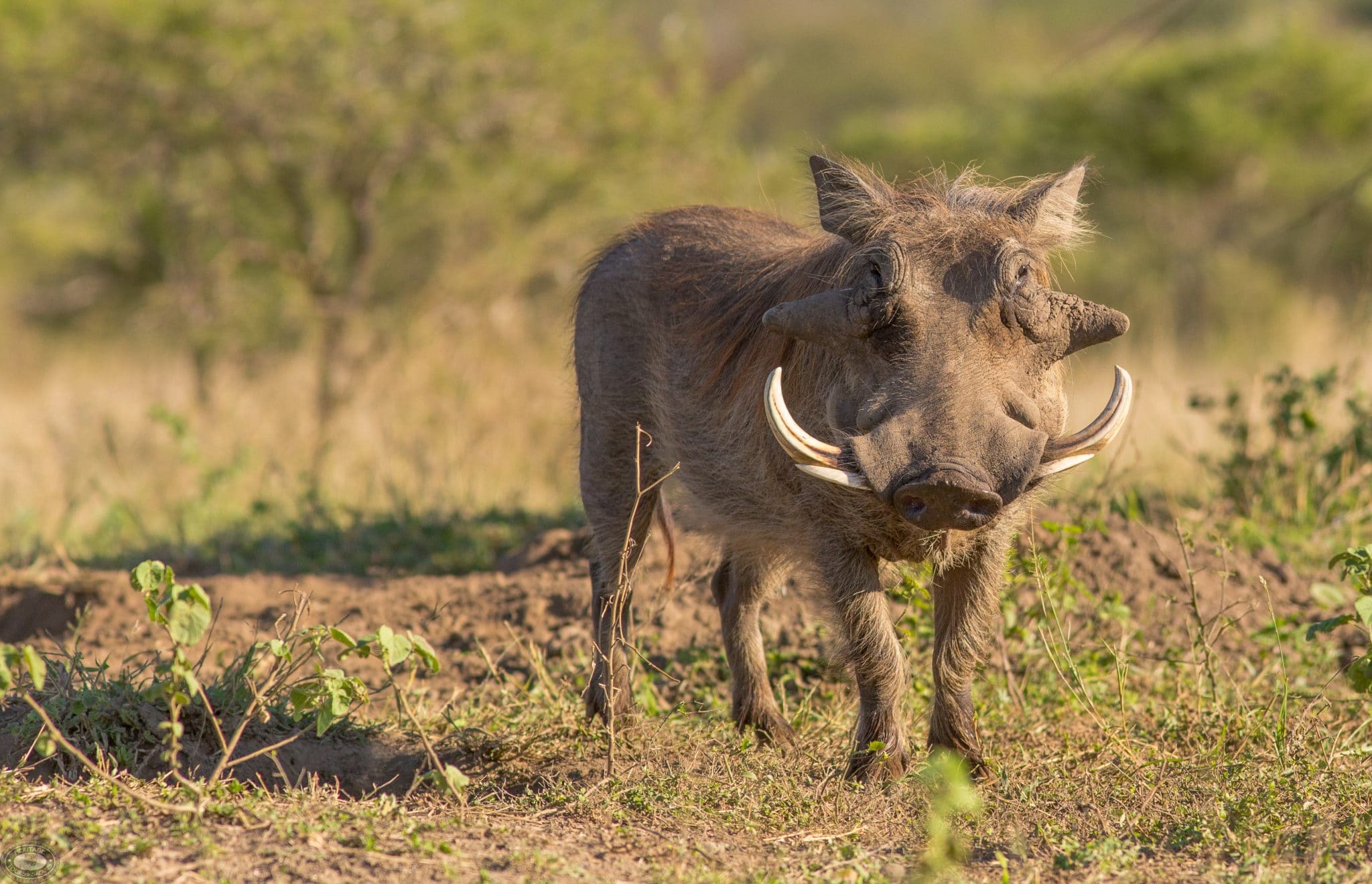 warthog male