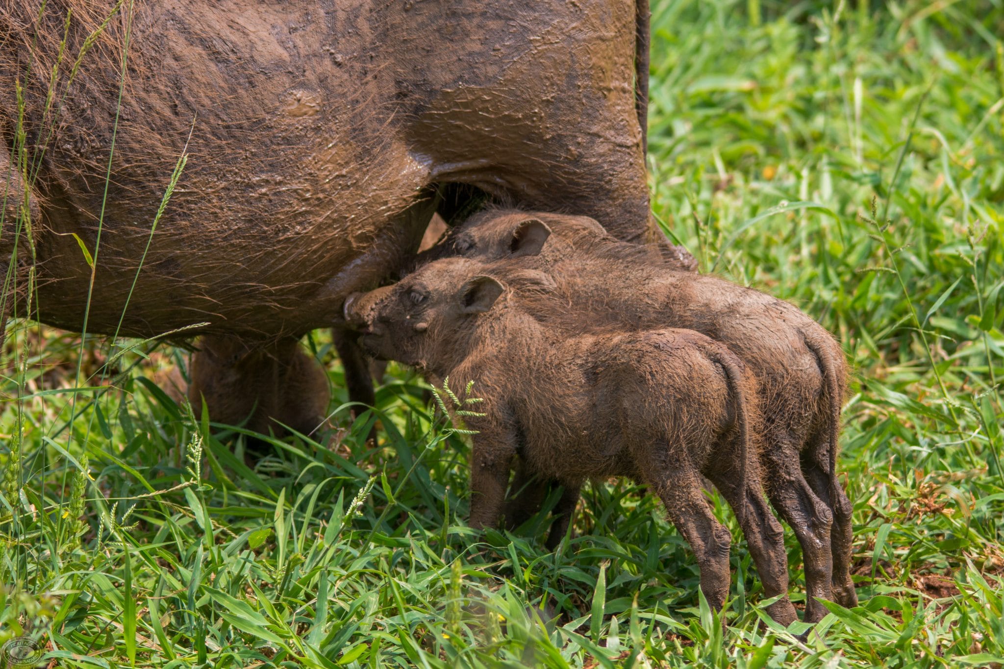 warthog piglets