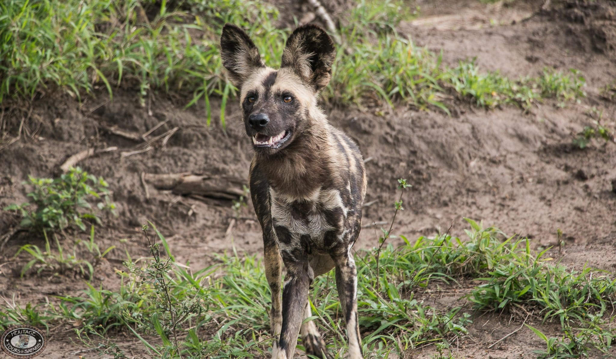 wild dog facts