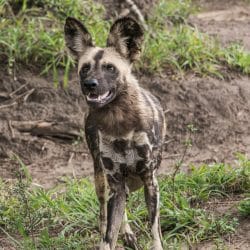 wild dog facts