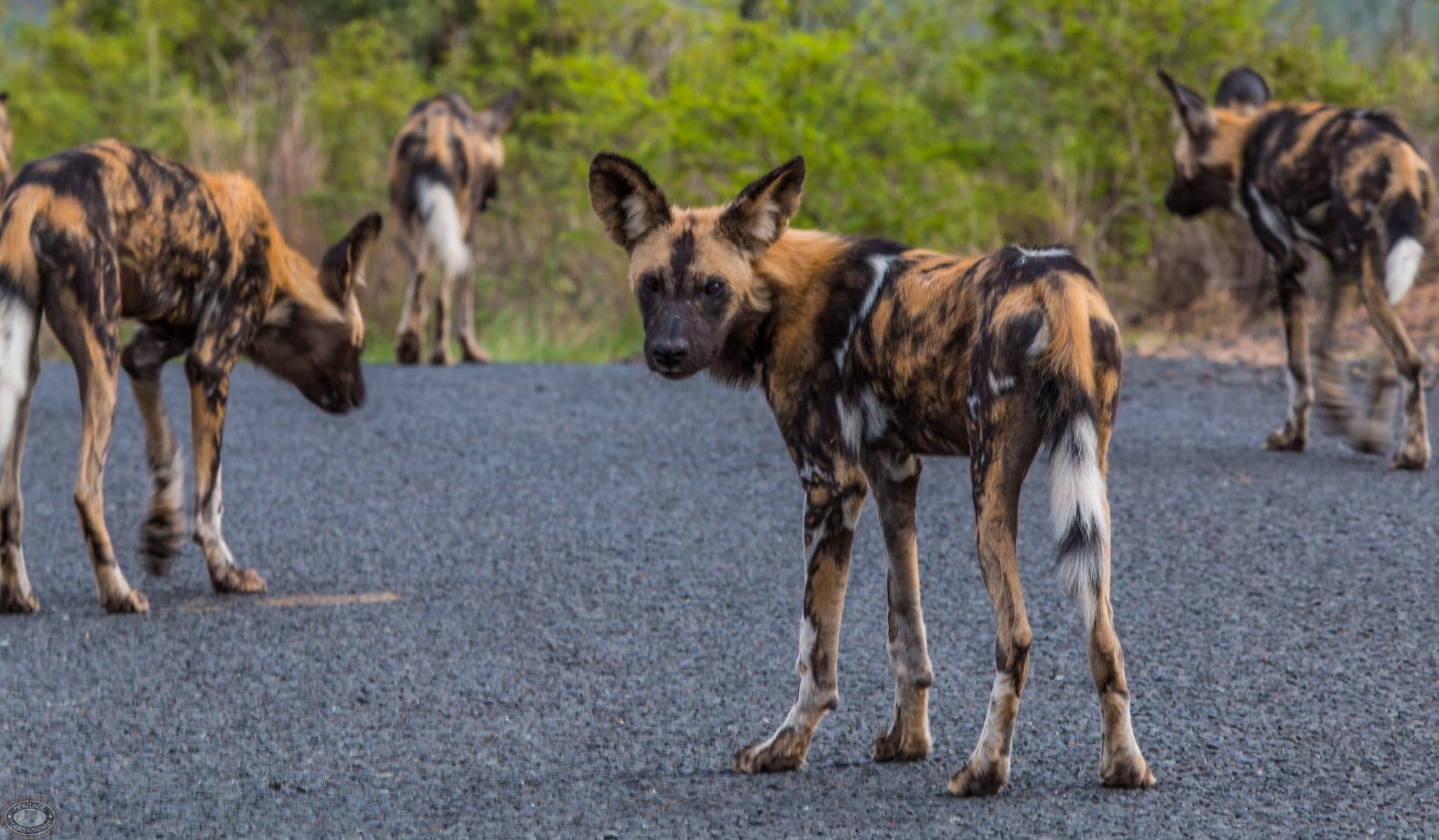 wild dog habitat