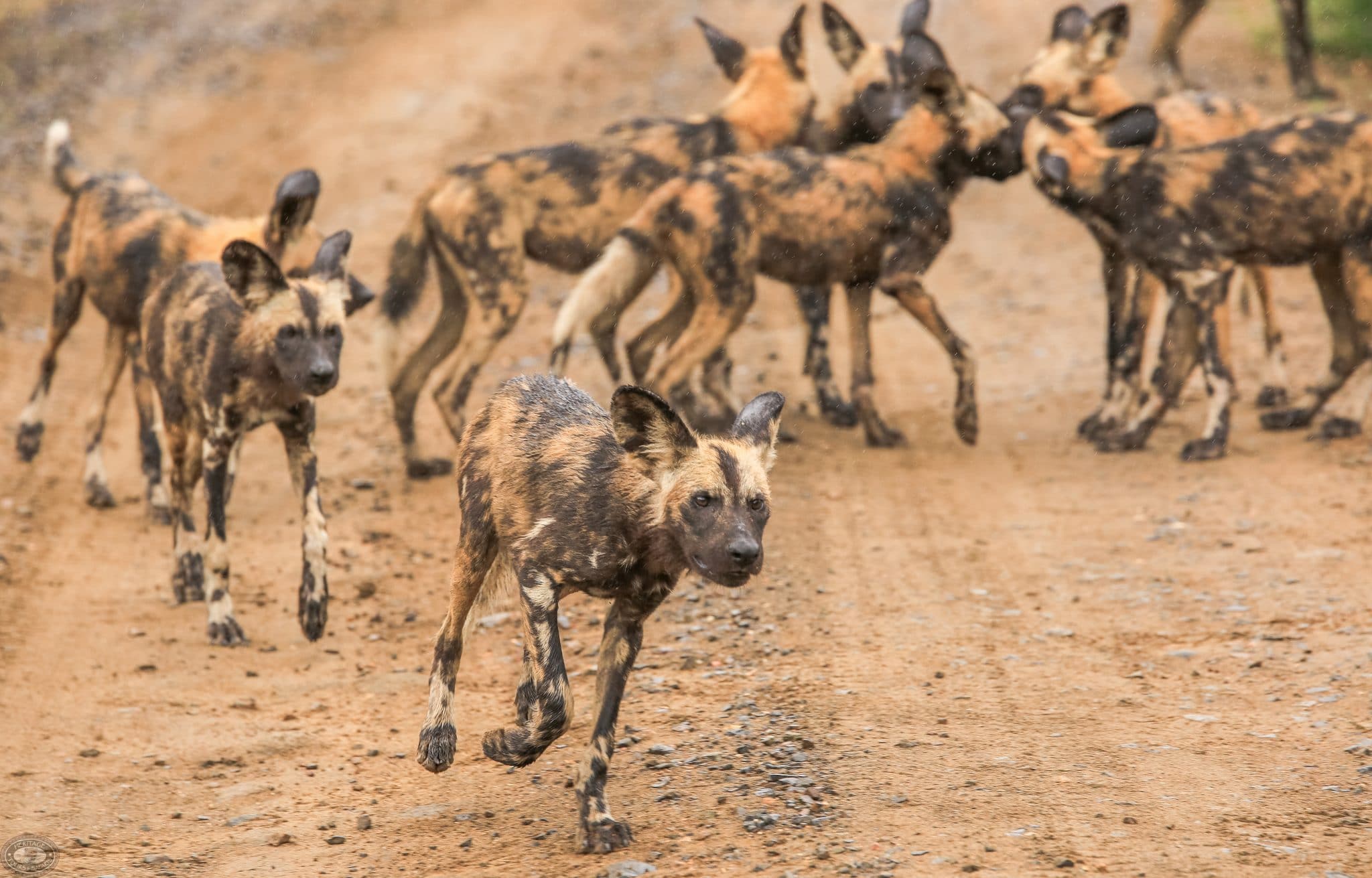 wild dog pack