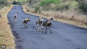 wild dog pack members