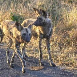 wild dog physical characteristics
