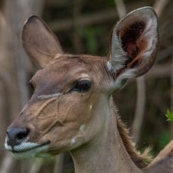 female kudu