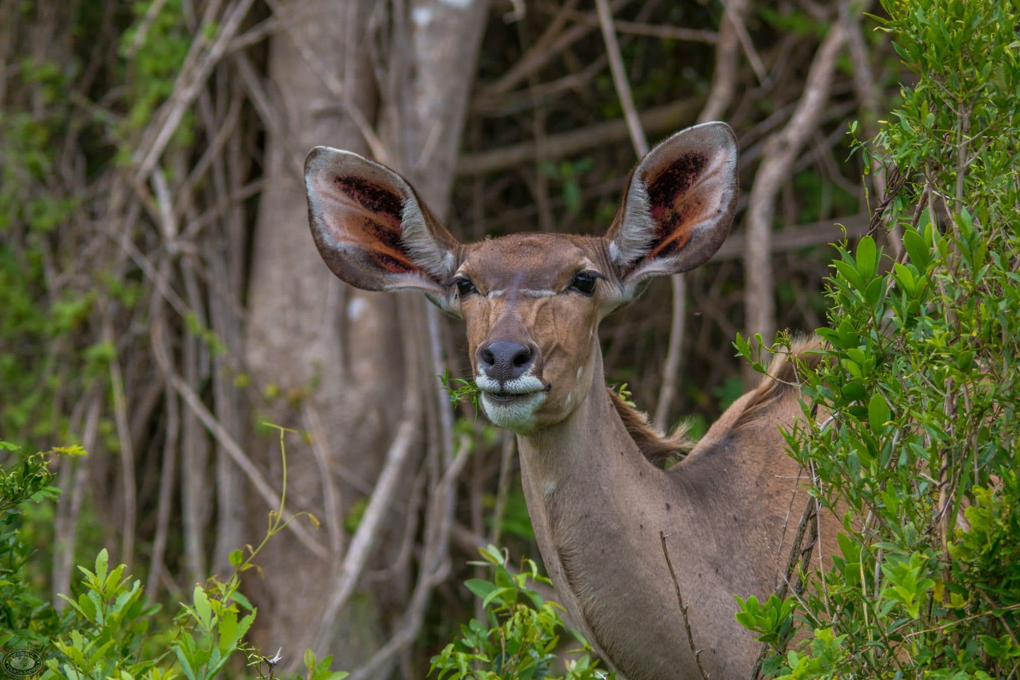kudu