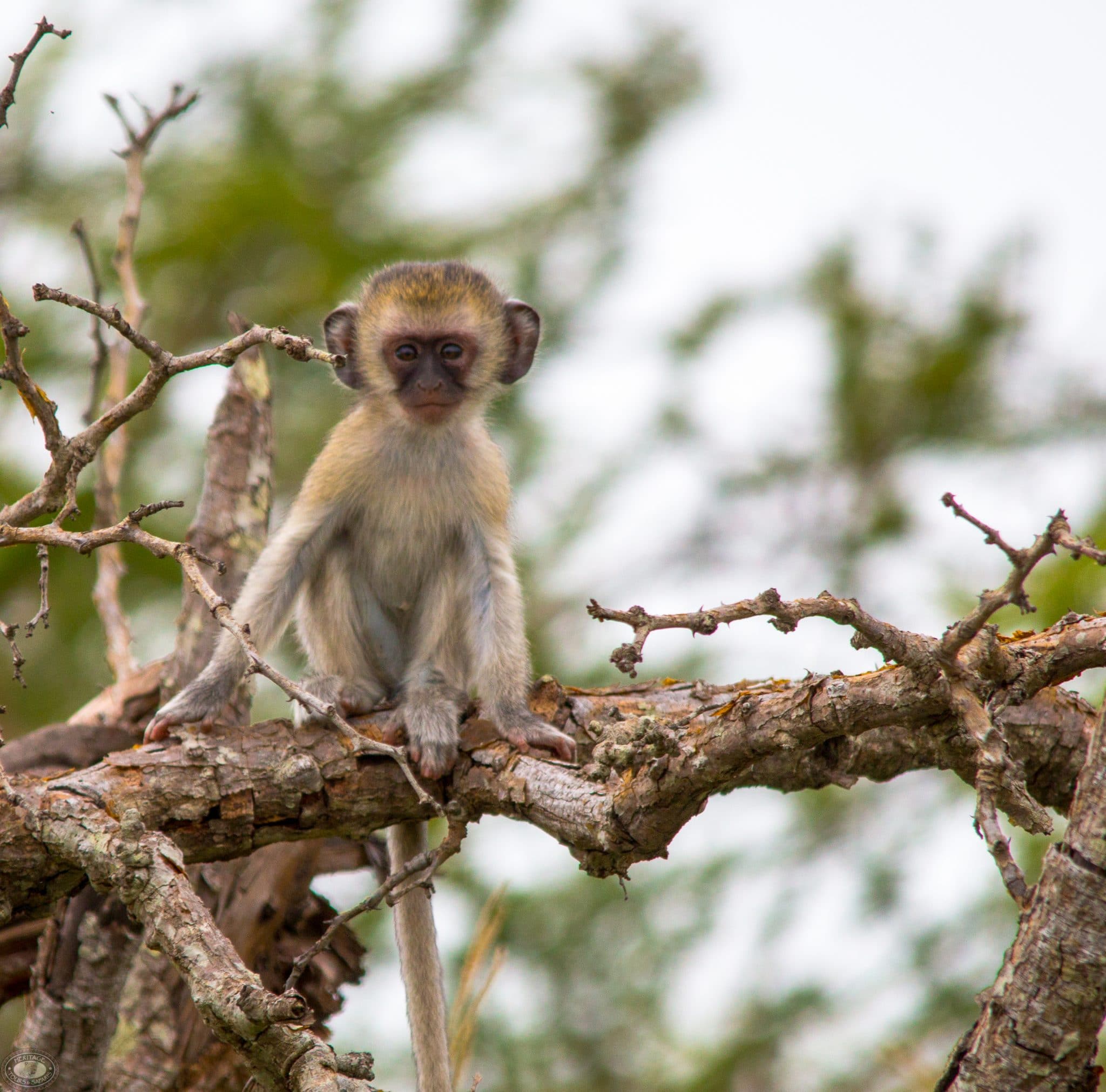 Baby vervet monkey on perch