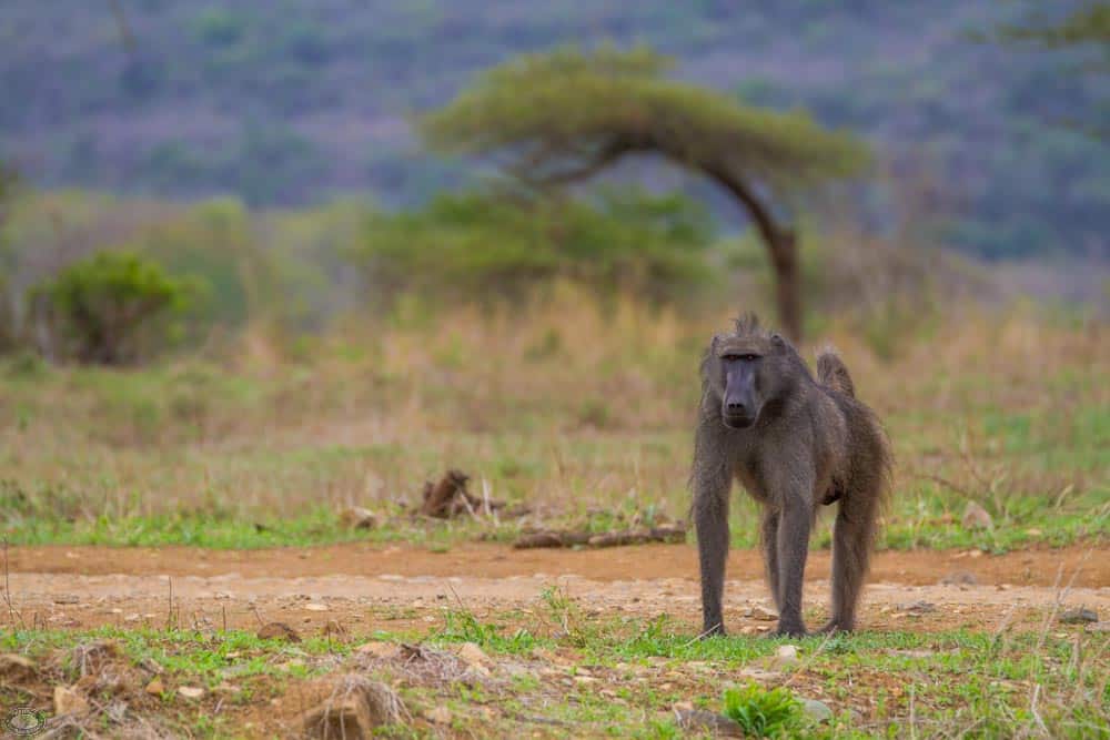 african baboon roaming the Hluhluwe-Imfolozi Park