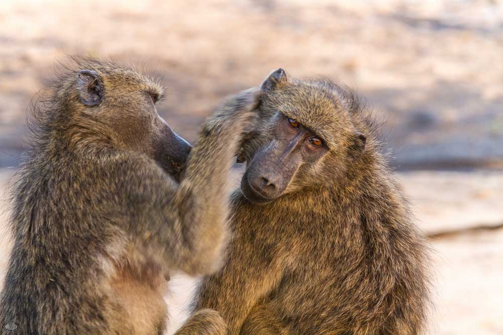 African Baboon 1 african baboon physical characteristics
