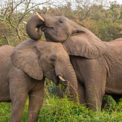 elephants herbivores