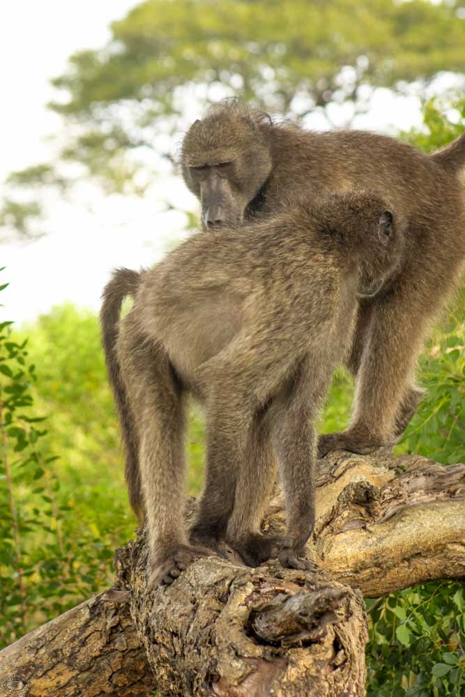 African Baboon