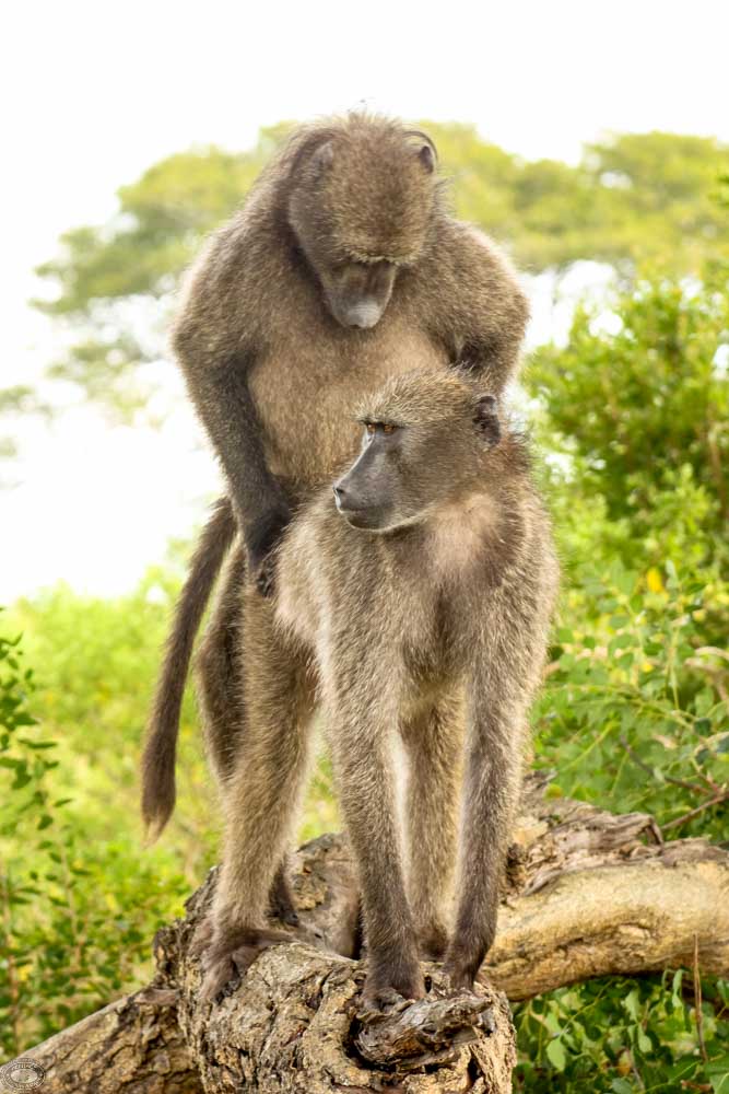 African Baboon