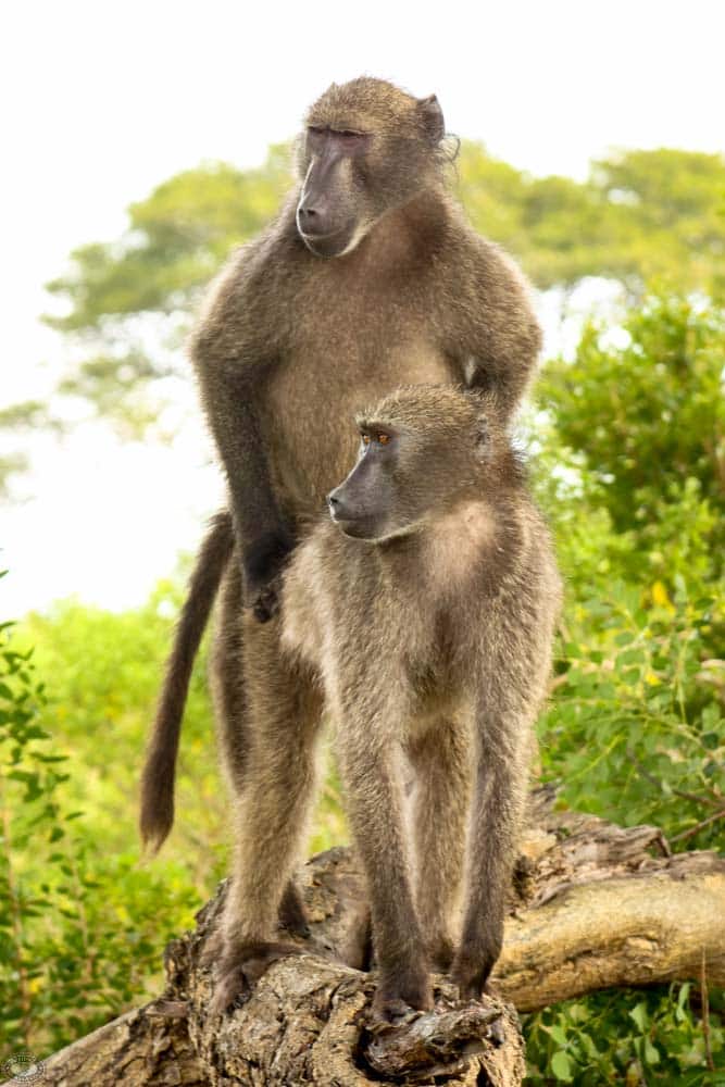 African Baboon 5 African Baboon