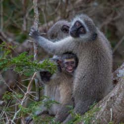 vervet monkey