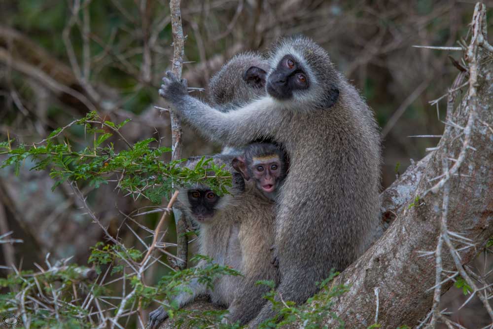vervet monkey
