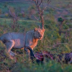 lions carnivores