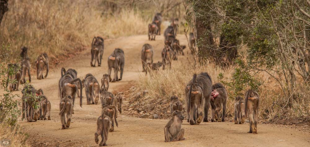 troop of african baboons
