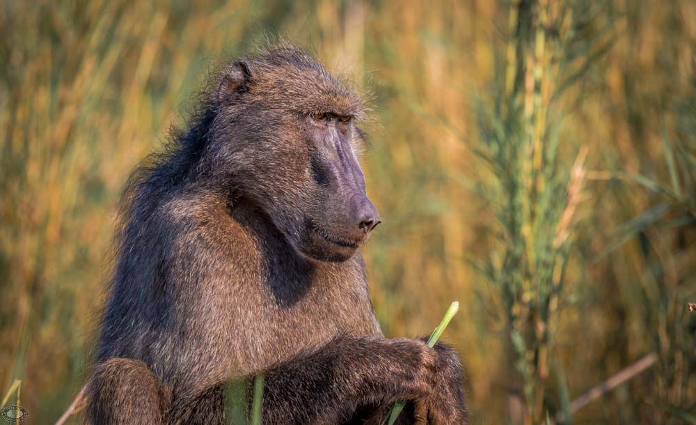 African Baboon 6 single african baboon in bush