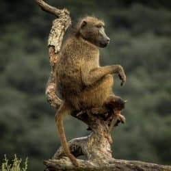 african baboon