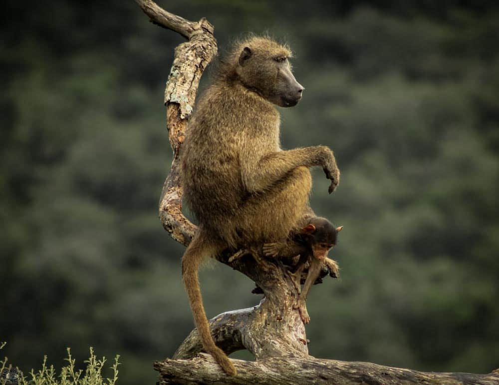 african baboon