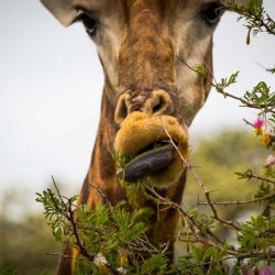 animal diet