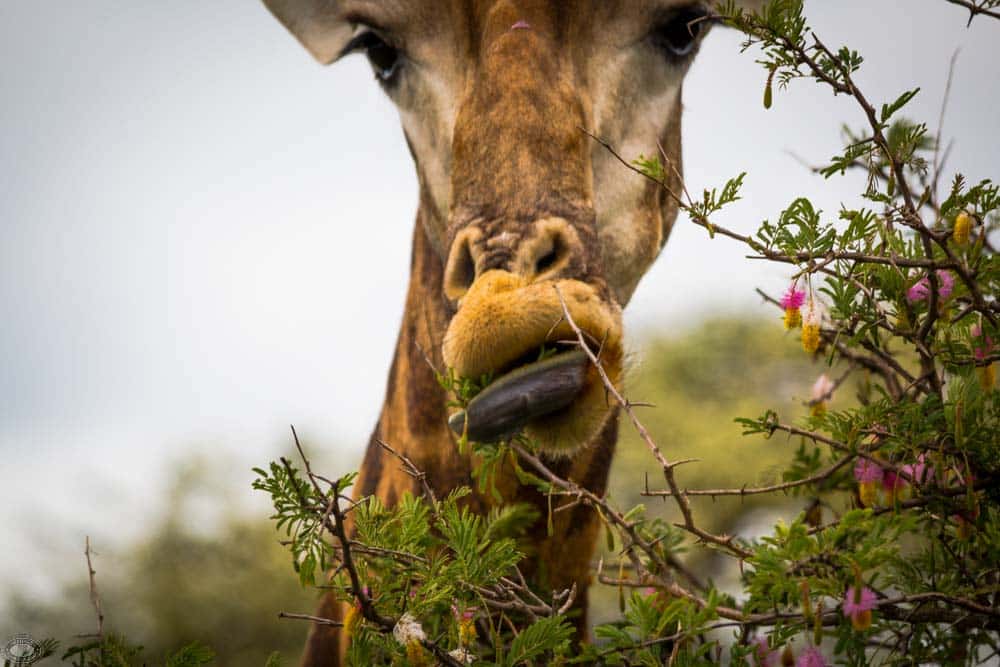 animal diet