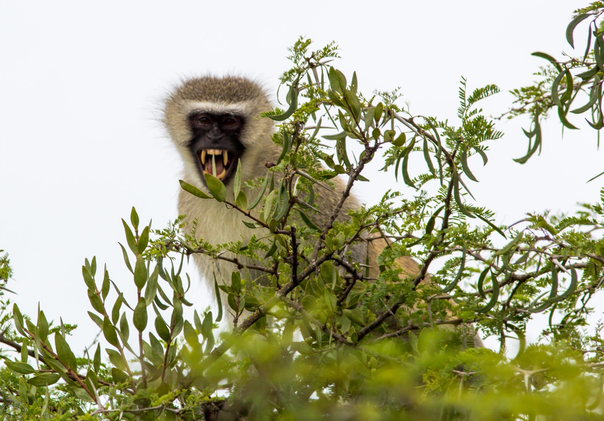 vervet monkey Teeth