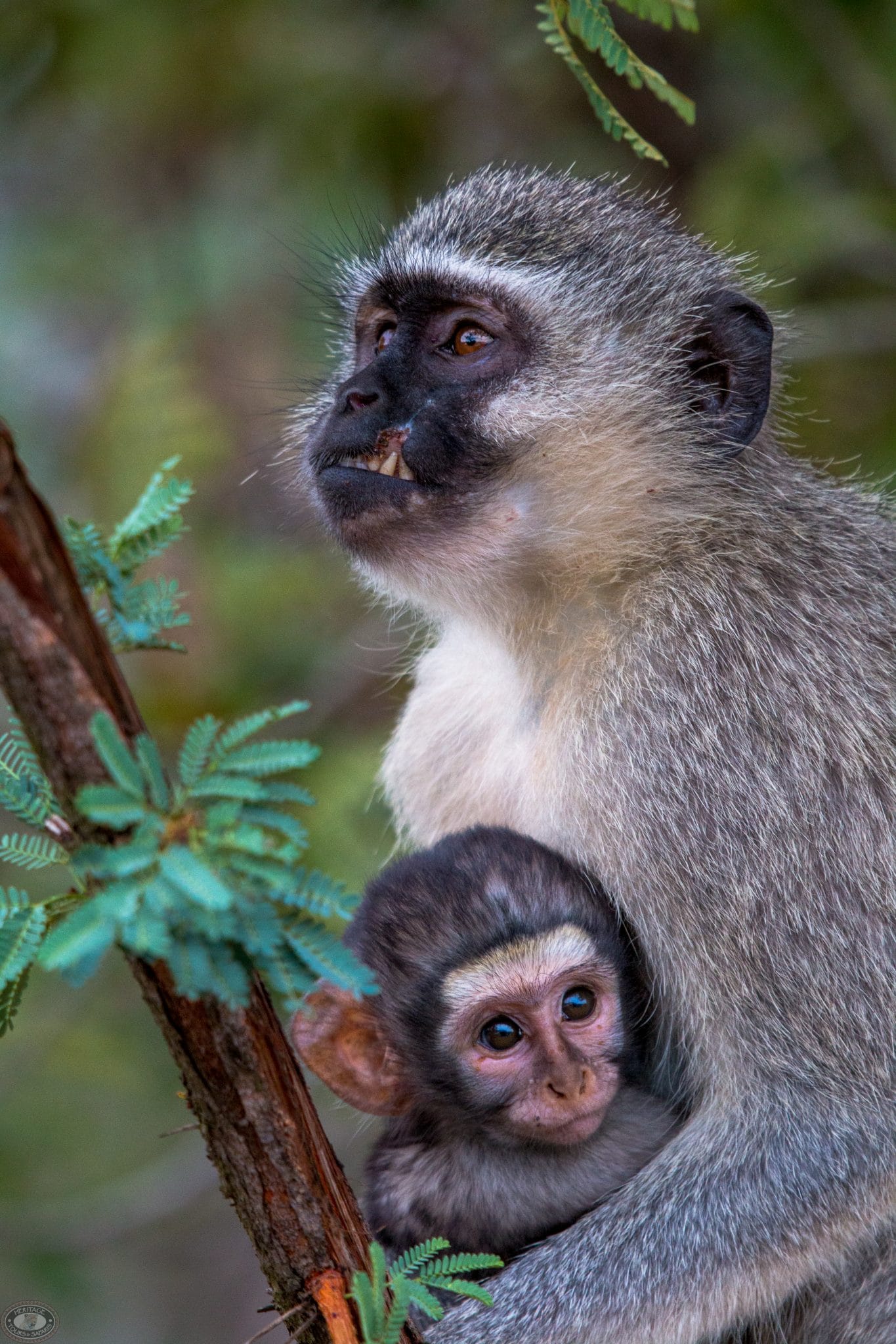 vervet monkey and baby