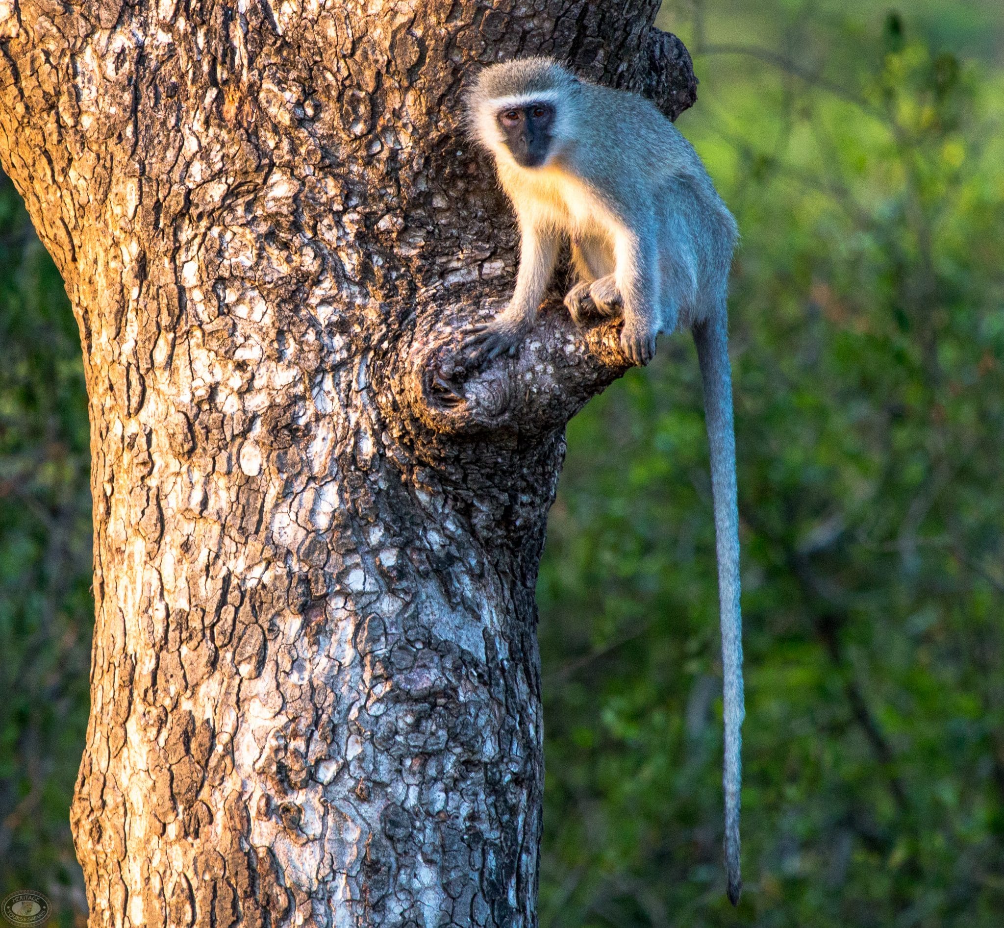 vervet monkey in tree