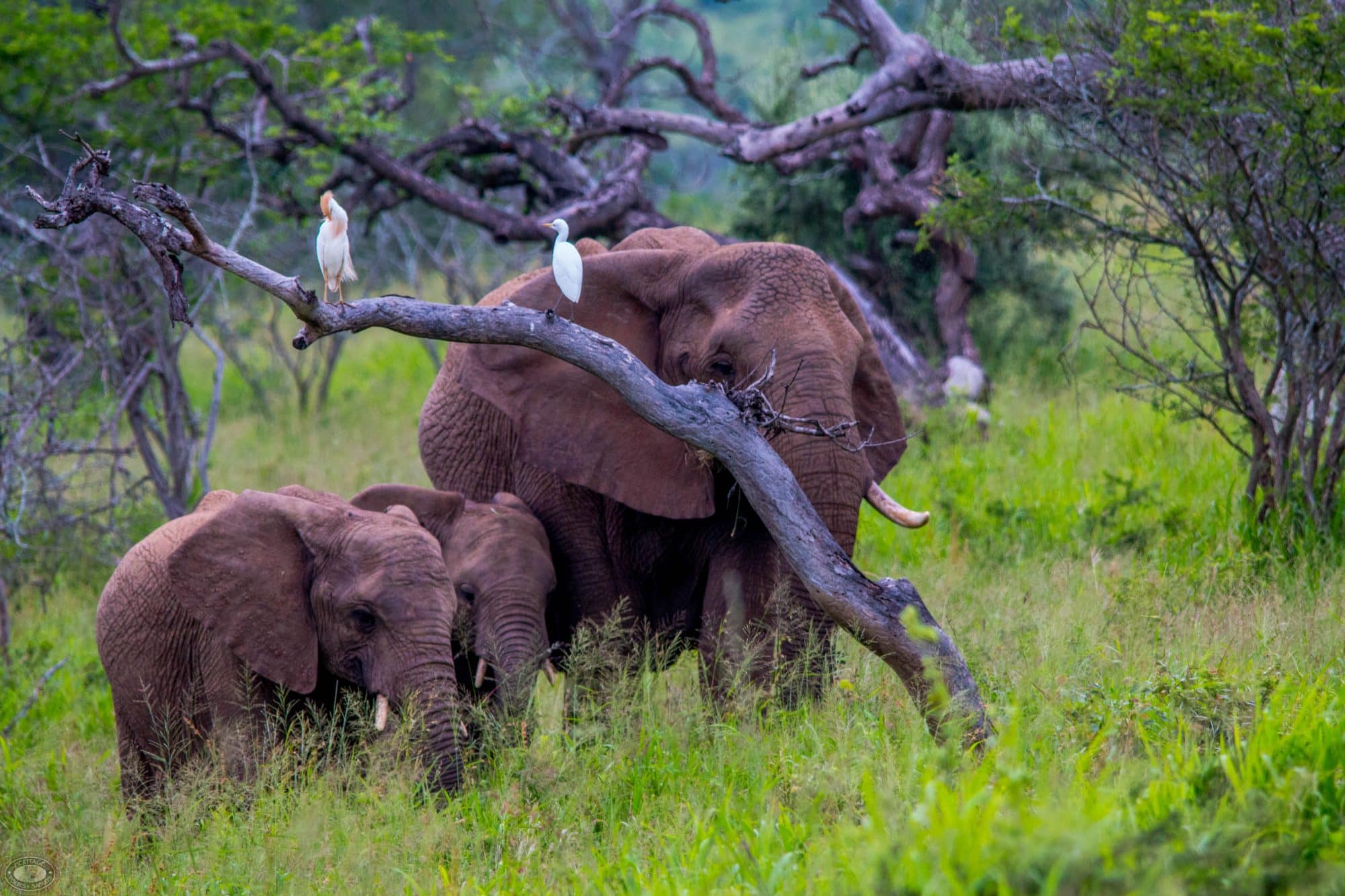 Half Day Hluhluwe Umfolozi Safari 1 Full Day Hluhluwe Imfolozi Big 5 Less 15%