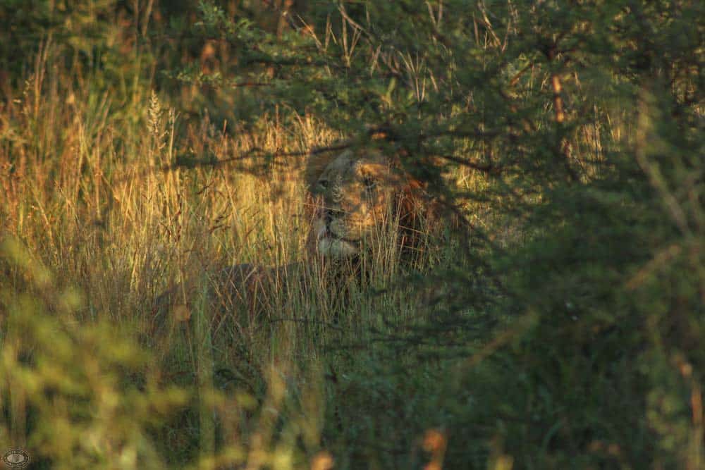 Animal Behavior 6 animal Camouflage