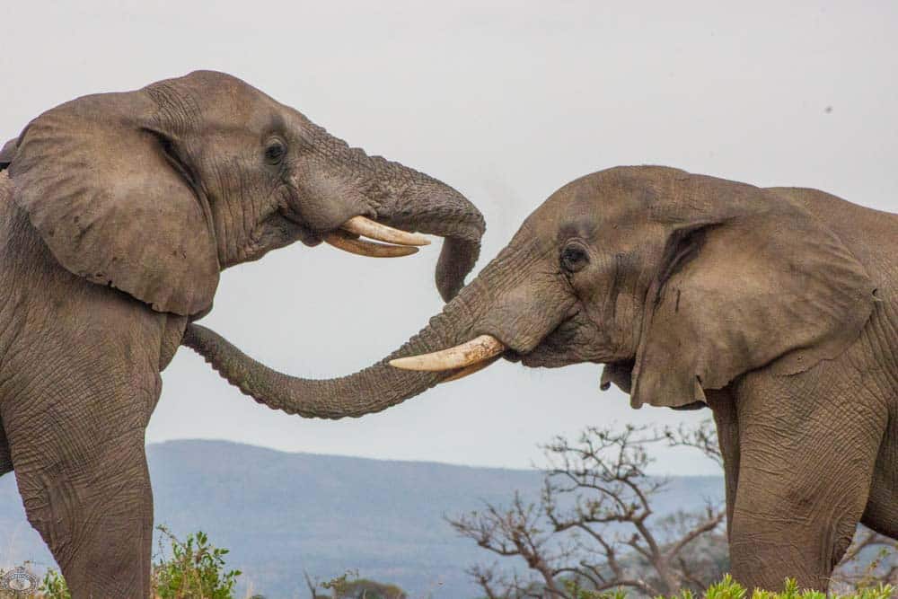 Animal Behavior 1 animal communication