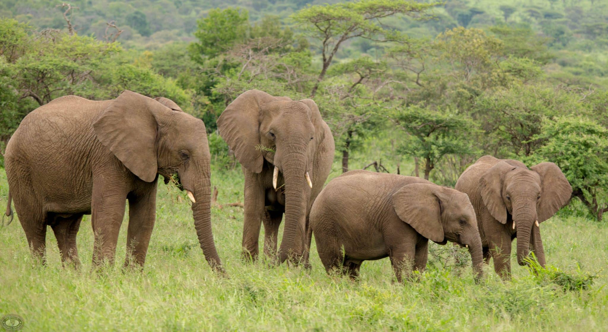 Animal Behavior 7 animal migration