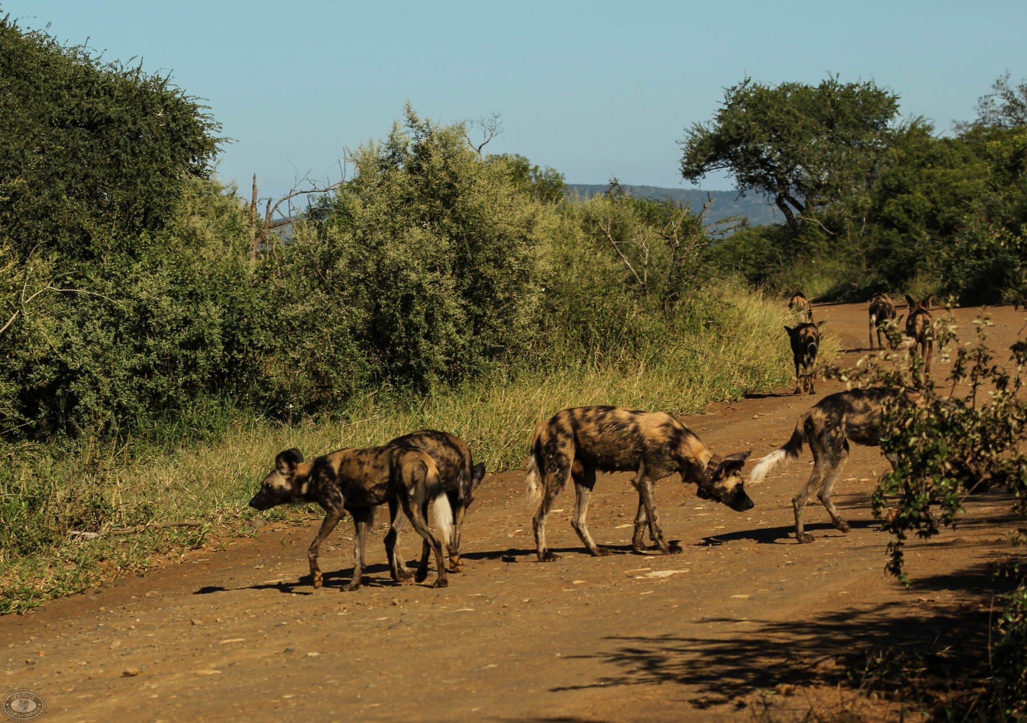 Animal Behavior 5 animal stratgies