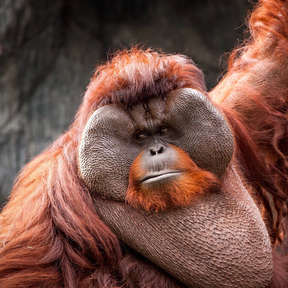 Bornean Orangutan 1 bornean orangutan
