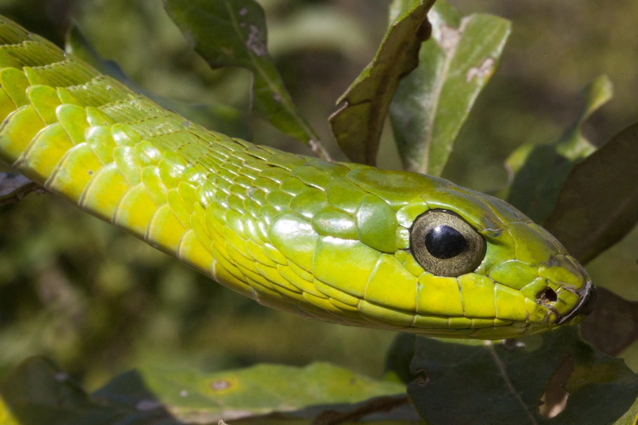 Male-Boomslang