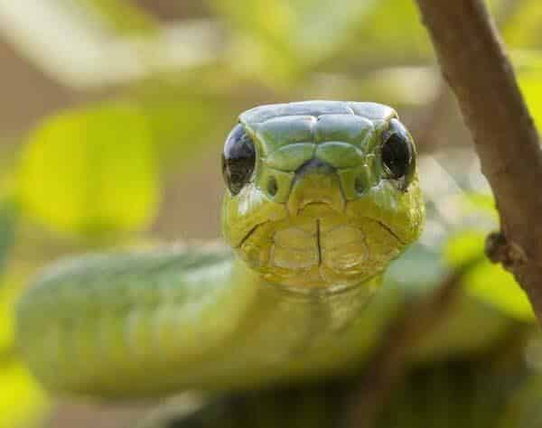 baby boomslang