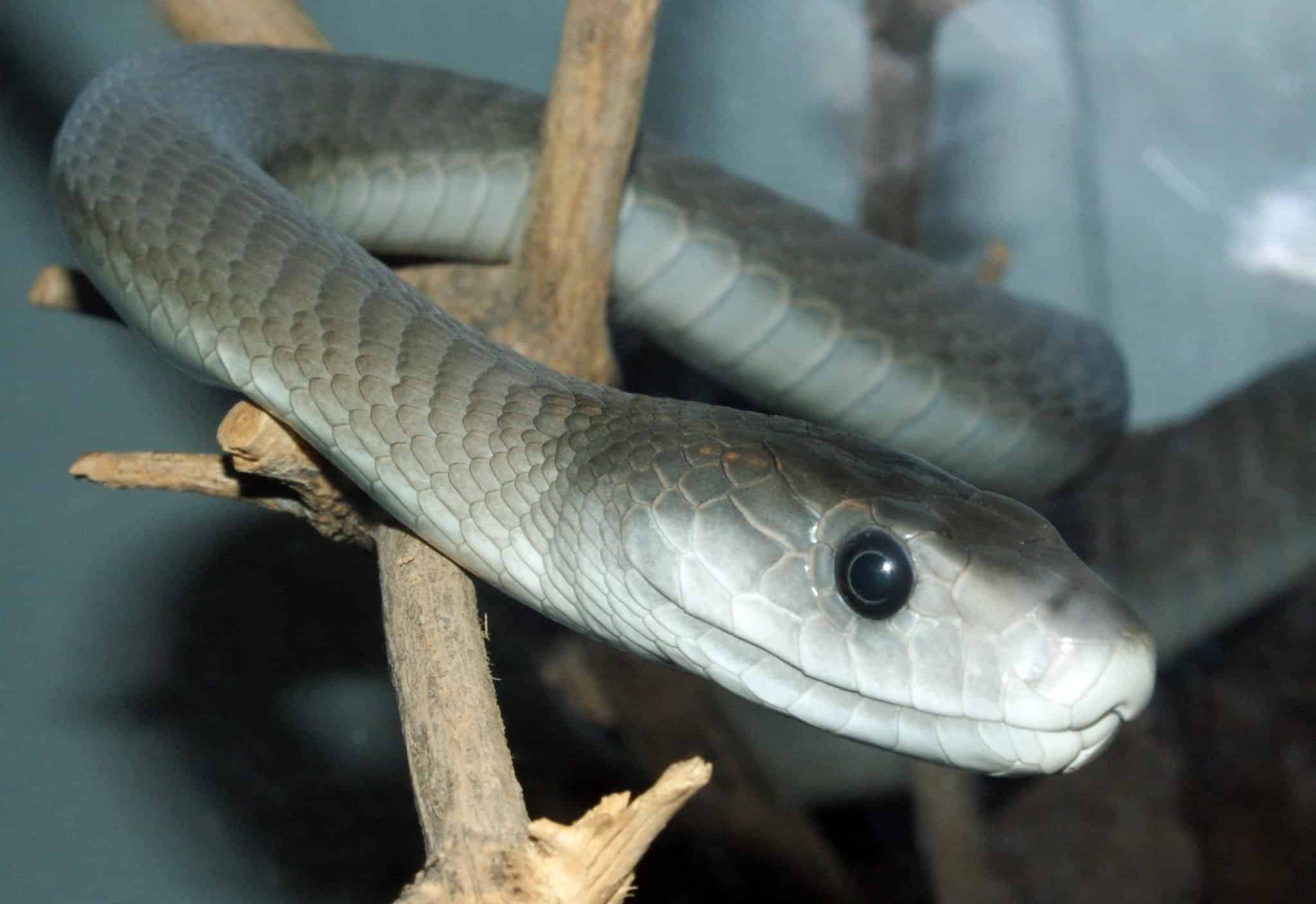 black mamba snake