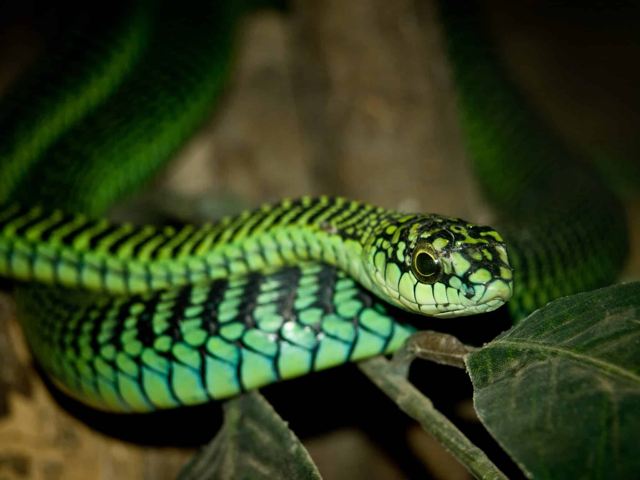 BoomSlang or Tree Snake