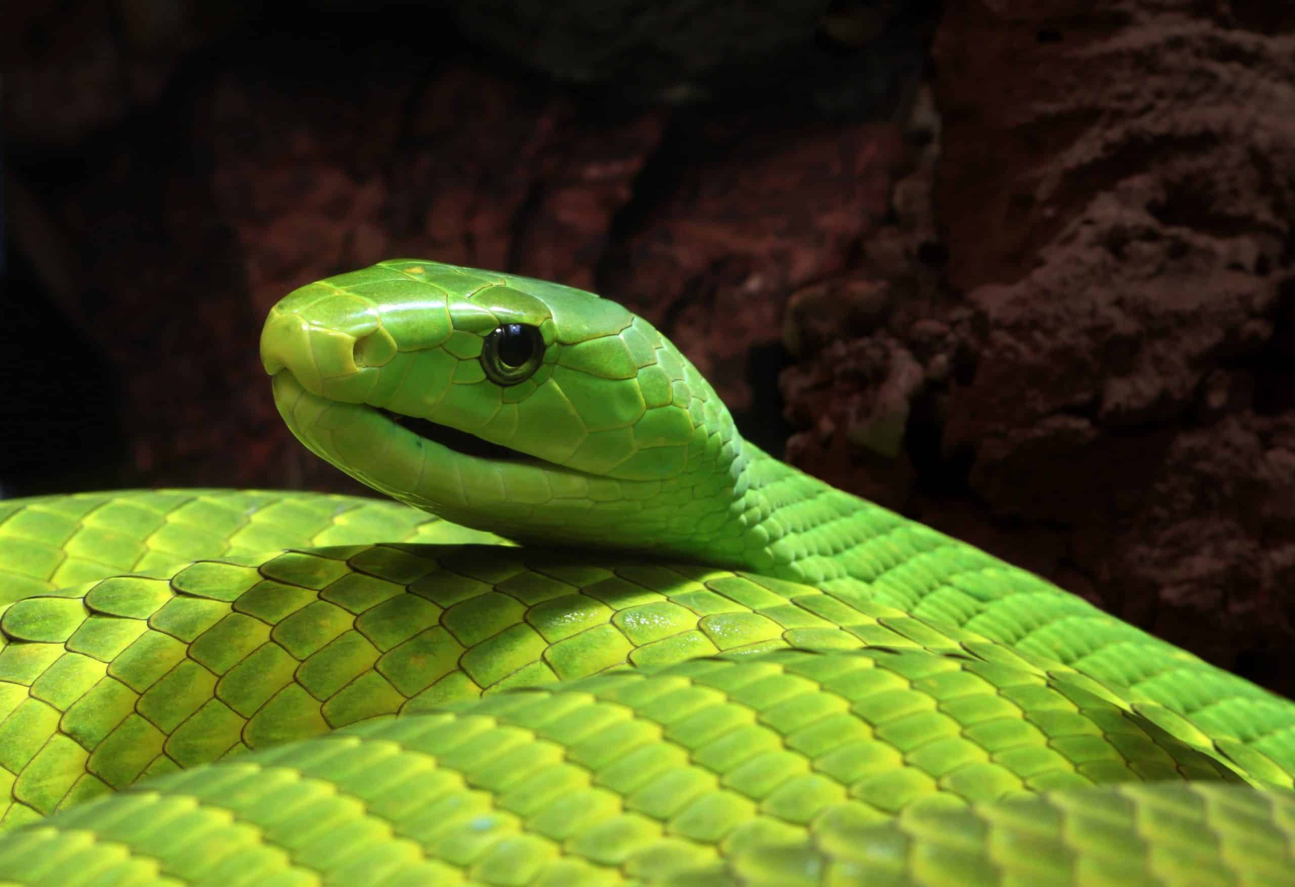 green mamba snake