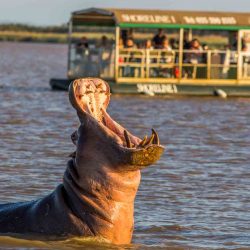 Hippo & Croc Boat Trips St Lucia South Africa