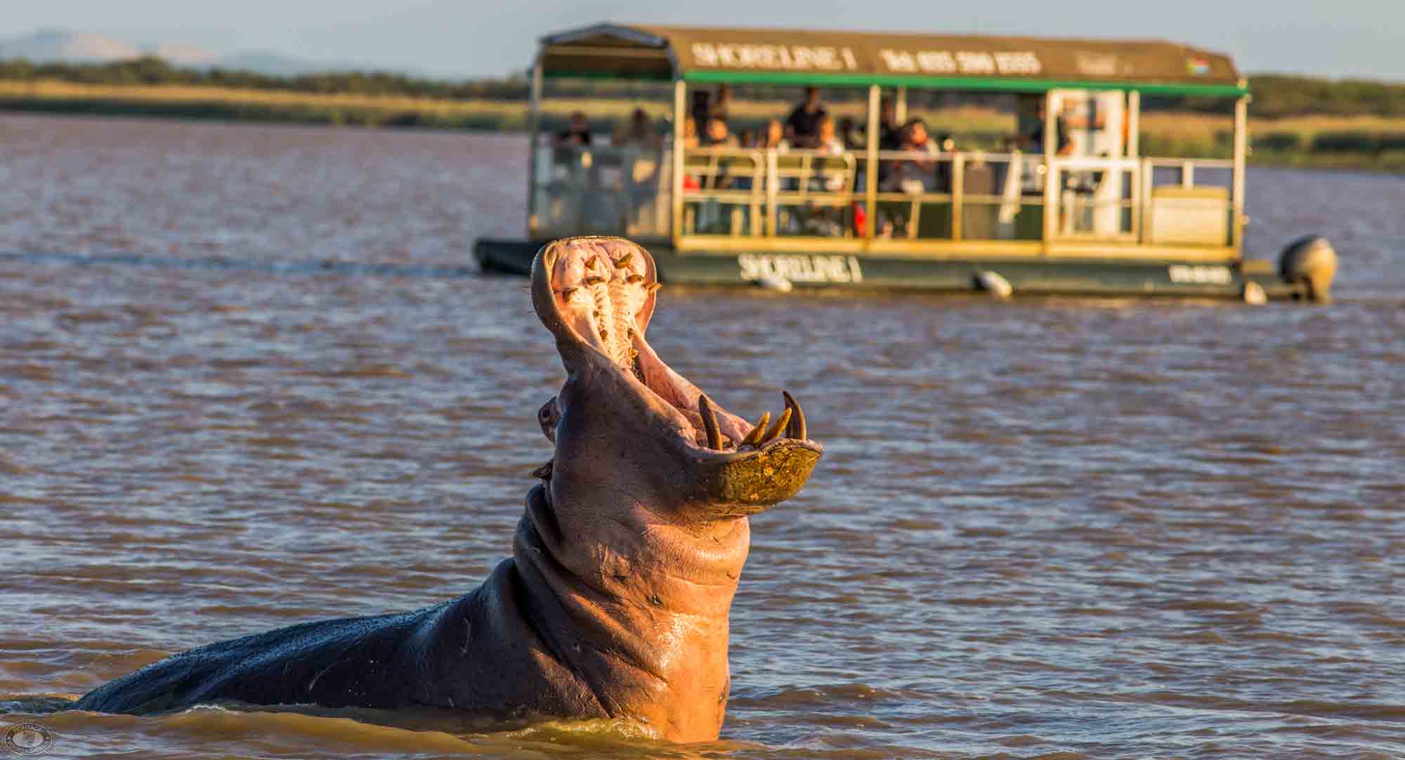 Hippo & Croc Boat Trips St Lucia South Africa